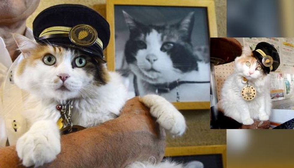 Nitama Officially Named Successor as the Stationmaster Cat After Loss of Previous Feline Boss