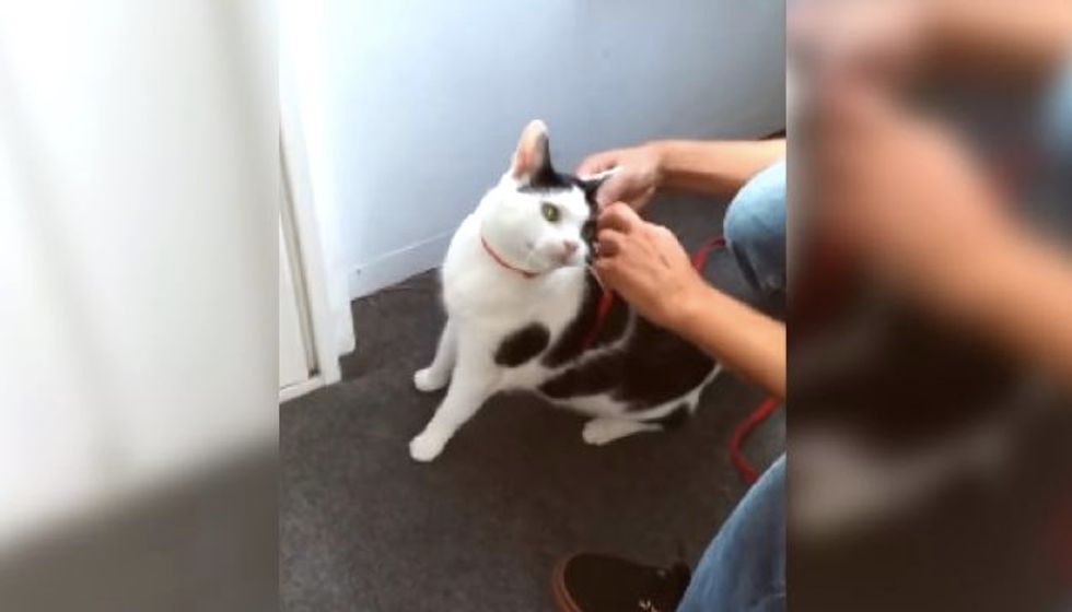 Kitty Gets Really Excited When She Hears 'Go for a Walk'