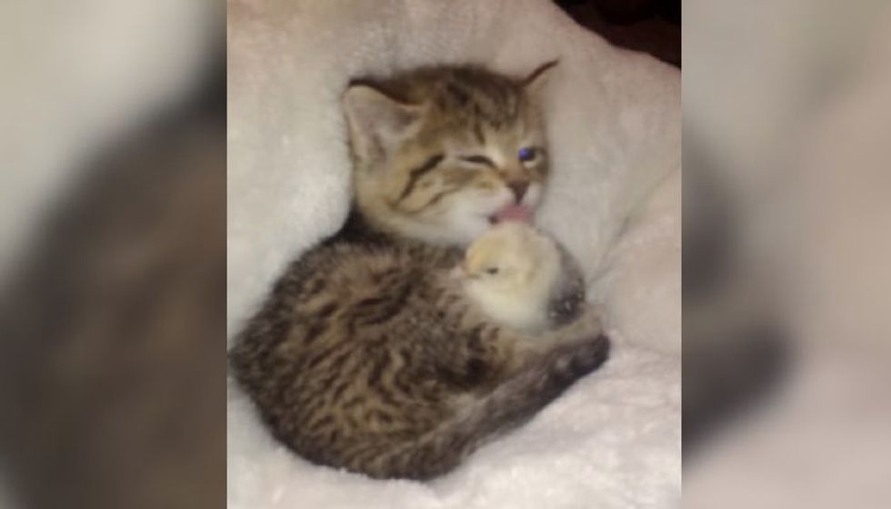 Kitten Soothes Her Chirpy Birdie with a Bath