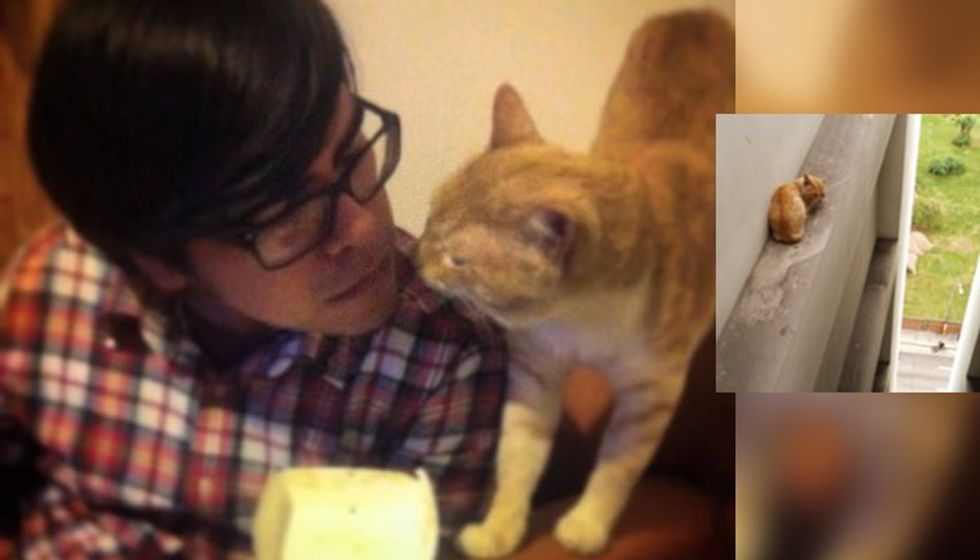 Couple Save Cat from the Ledge of a 20 Story Building. Now He Calls Them His Forever Family