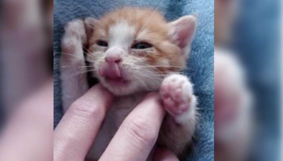 Kitten Suddenly Plops into a Nap After a Meal and a Few Kitty Burps
