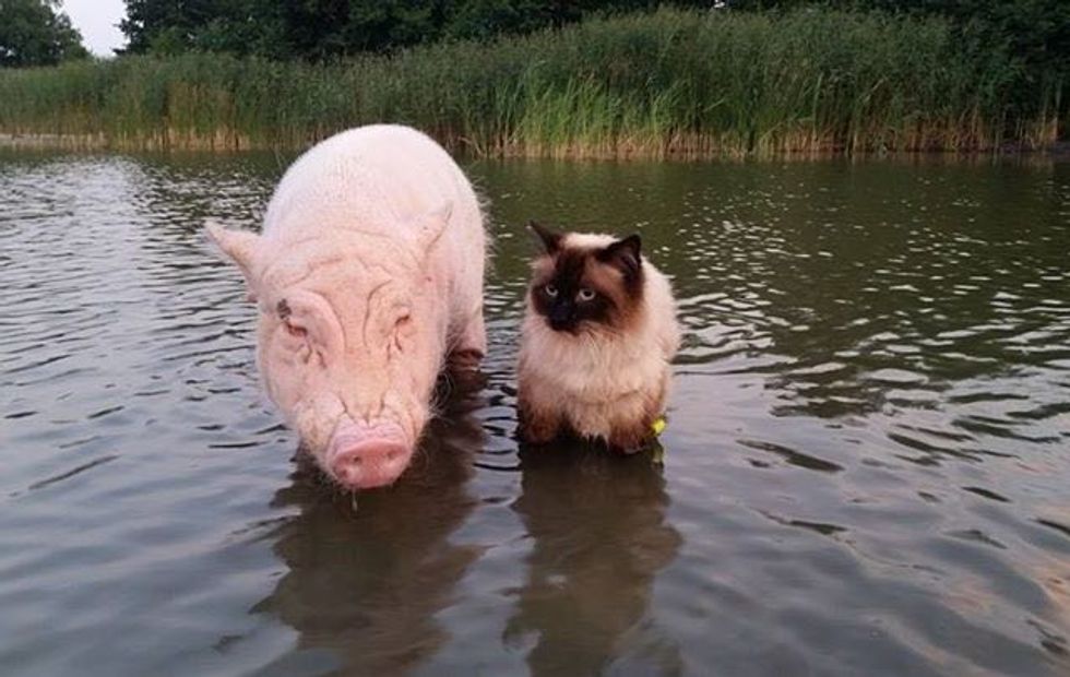Cat Takes a Walk with His Pig Buddy and Even Pets Him to Sleep Love Meow