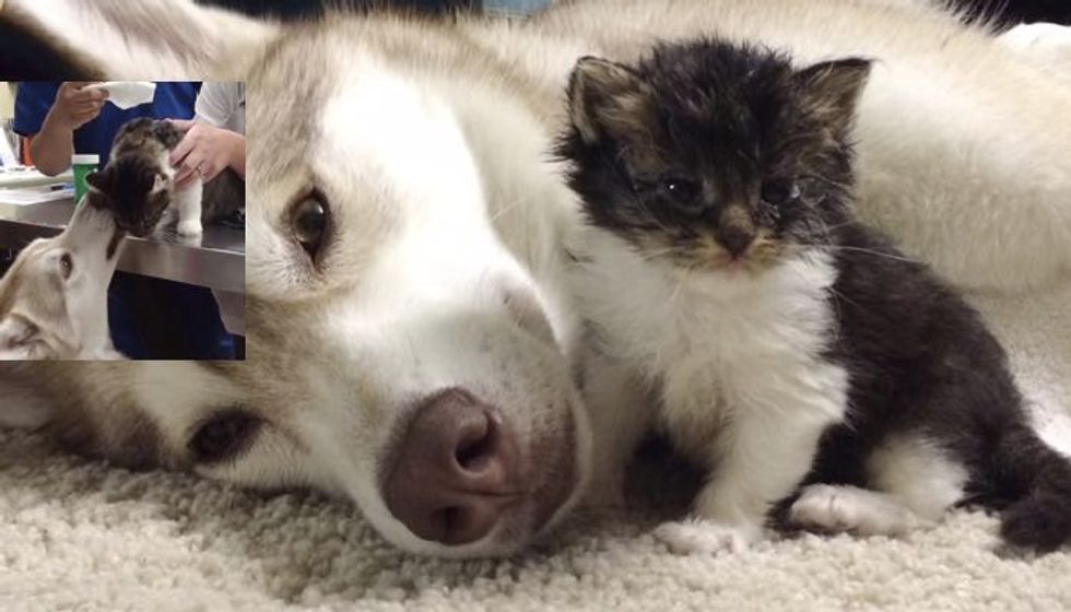 Dog Comforts Her Adopted Kitten at the Vet's and Gives Her Kisses After