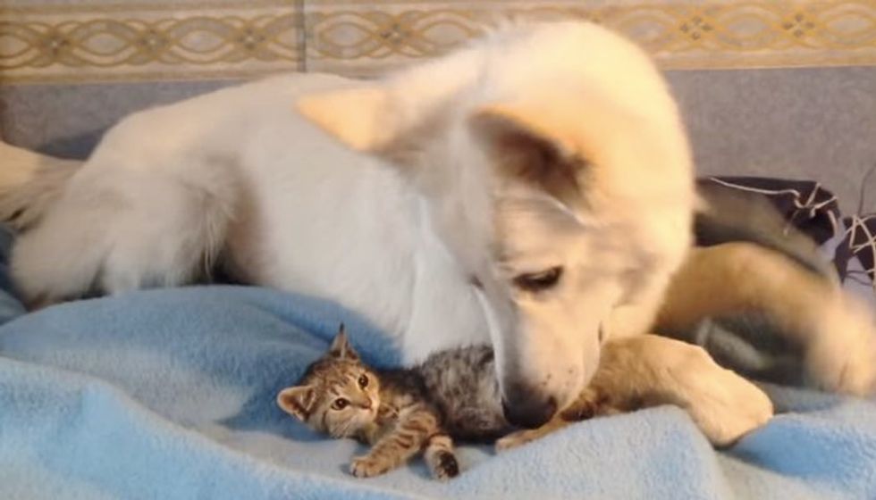 Stray Kitten Showed Up at Doorsteps Found an Unexpected New Dad..