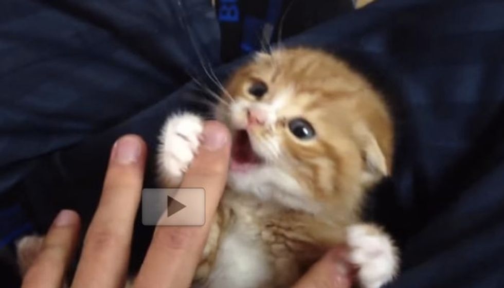 Ginger Kitty Resists Belly Rubs with Some Serious Cute