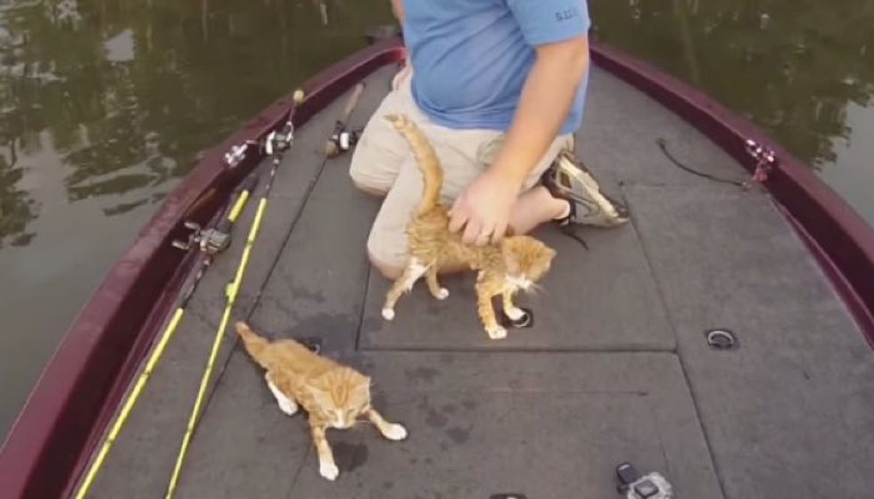 Fishermen Rescue Abandoned Kittens that Swam to Their Boat