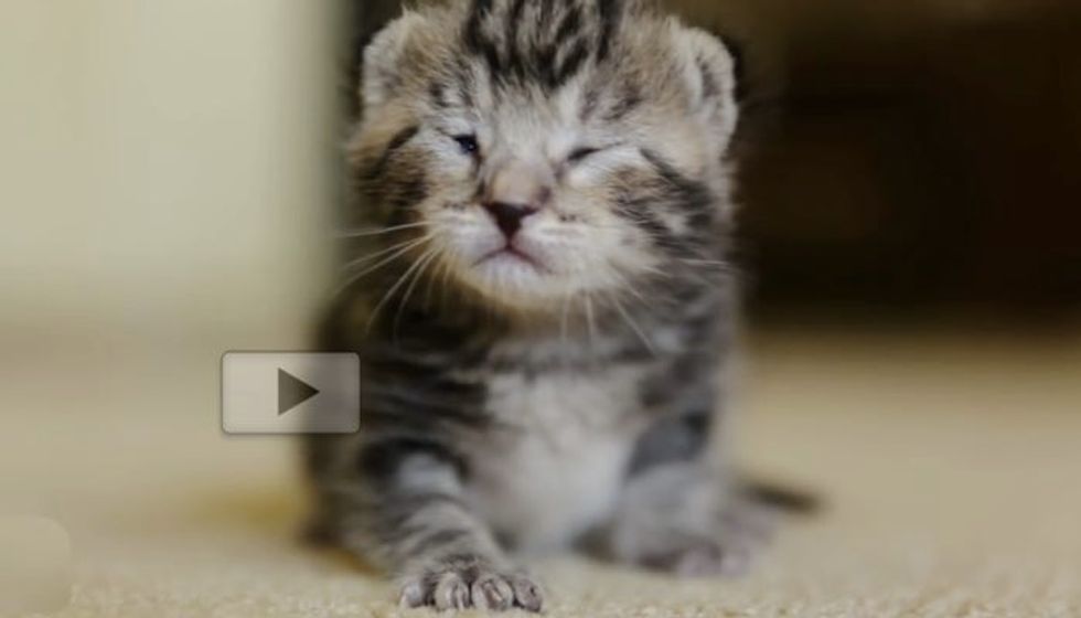 8 Day Old Kitten Rescued from Death Row. Look at Her Now!