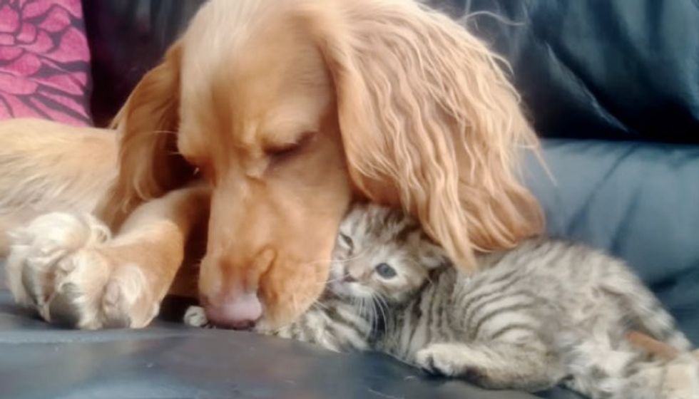 Orphan Kitten Finds a New Sister with Floppy Ears and a Waggy Tail. She Can't Resist the Love