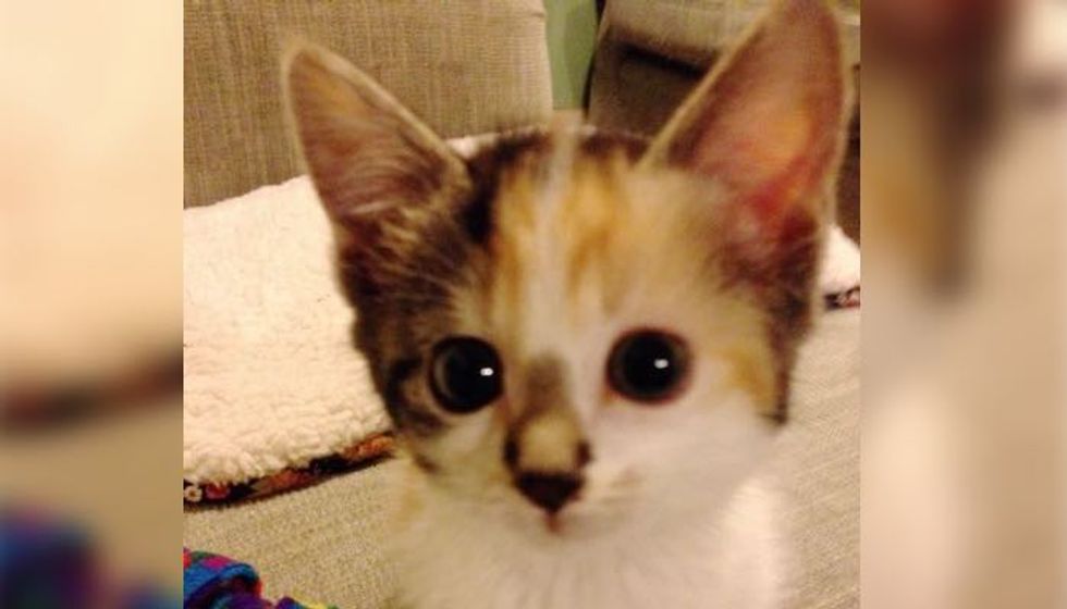 No One Expected this Kitten Born with a Broken Heart to Survive. A Year Later... Look at Her Now