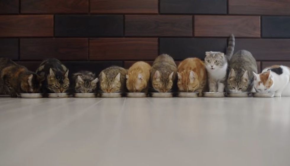 10 Cats Eat in Purrfect Harmony. One of Them Steals the Show