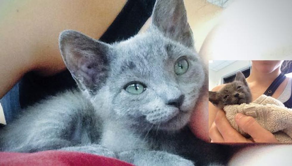 Woman Went for a Jog and Found a Stray Kitten who Desperately Needed Love...