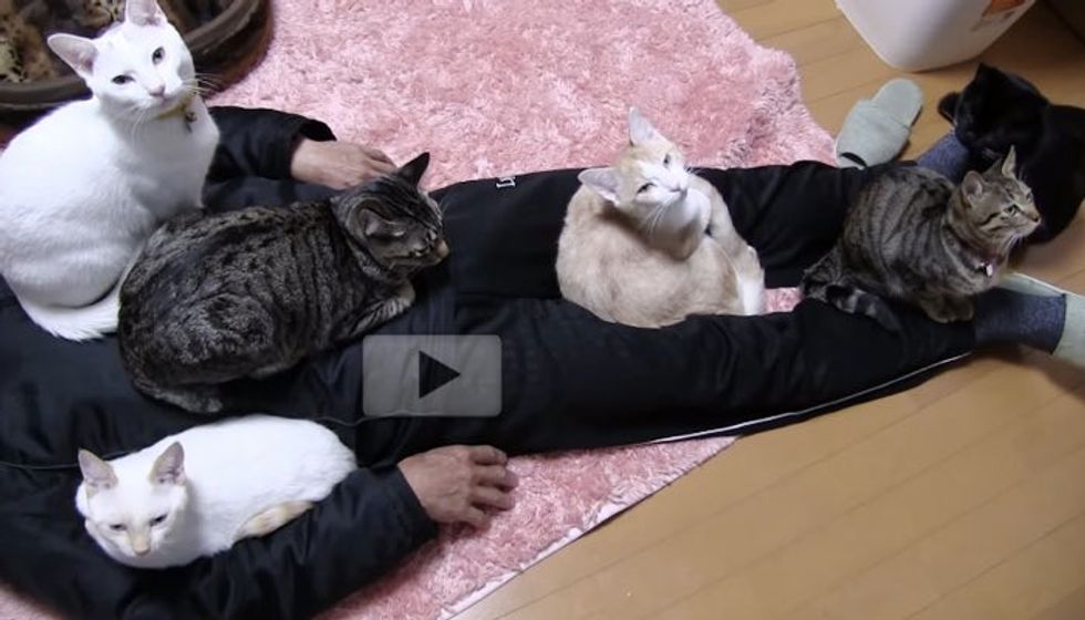 6 Cats Capture Their Human When He Gets Home
