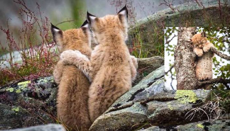 Beautiful Moment Lynx Kitten Puts a Wise Paw on the Shoulder of Its Sibling
