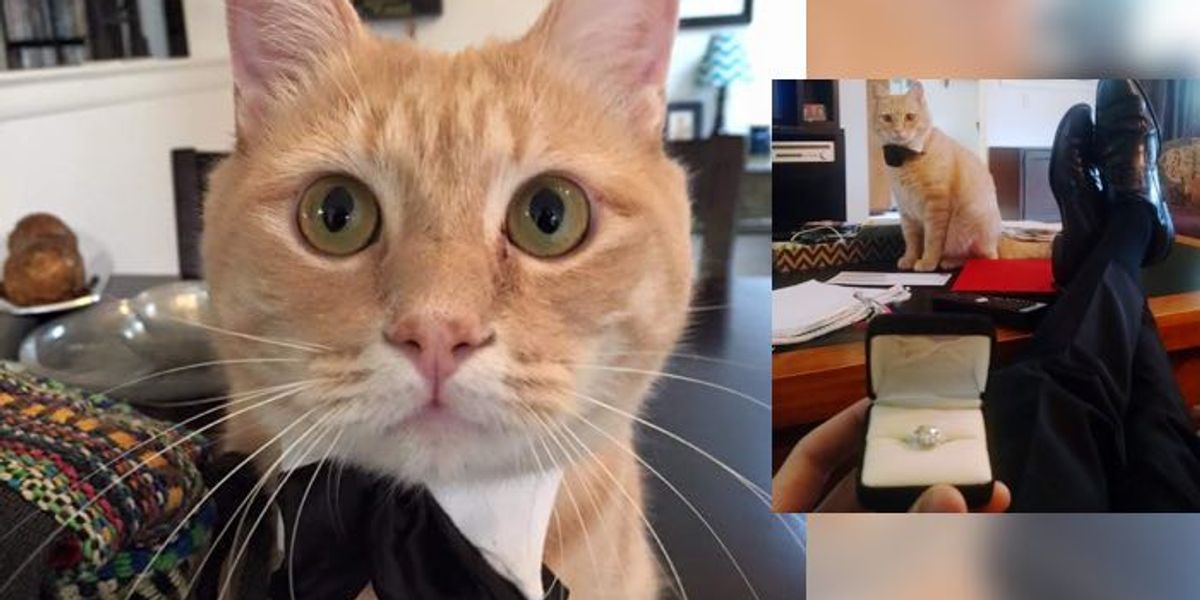 Cat Gives Man Moral and Bowtie Support for His Marriage ...