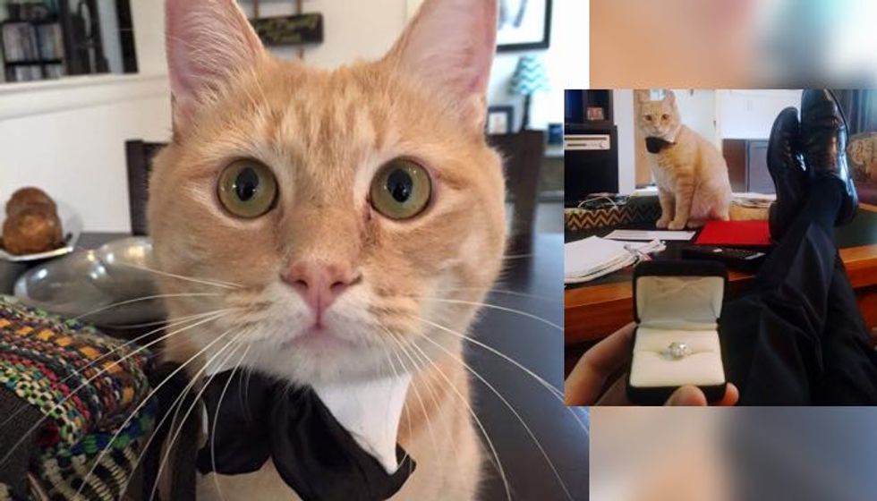 Cat Gives Man Moral and Bowtie Support for His Marriage Proposal