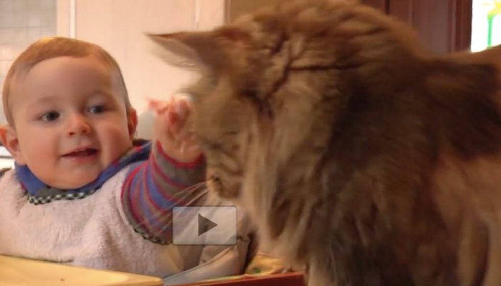 Baby Learns to Give His Maine Coon Cat Buddy Treats