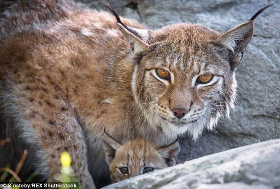 Beautiful Moment Lynx Kitten Puts a Wise Paw on the Shoulder of Its ...