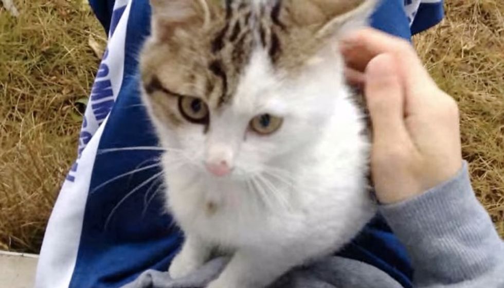 Watch Stray Kitten Claim a Human's Lap and His Heart