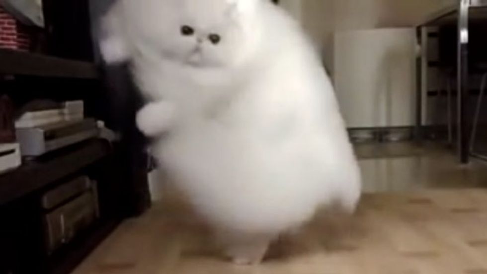 Giant Cloud of Fluff
