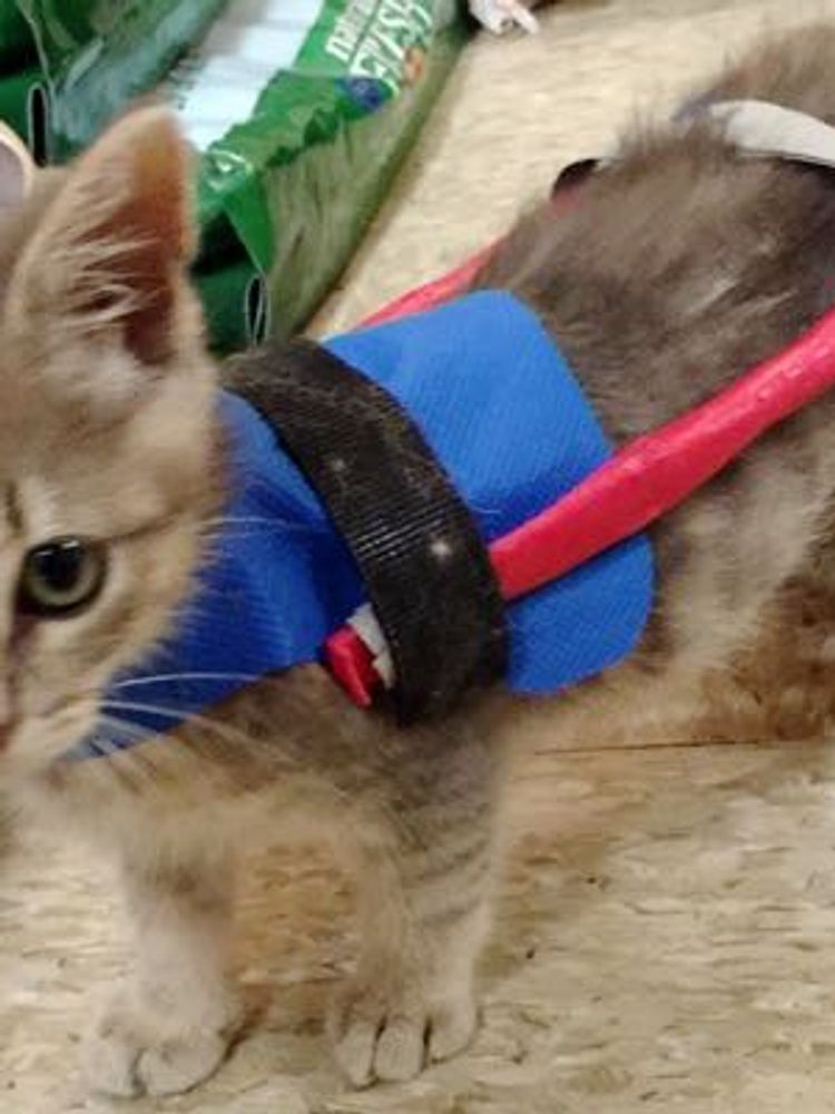 Clark the Superkitty on Wheels - Love Meow Clark the Superkitty on Wheels - Love Meow