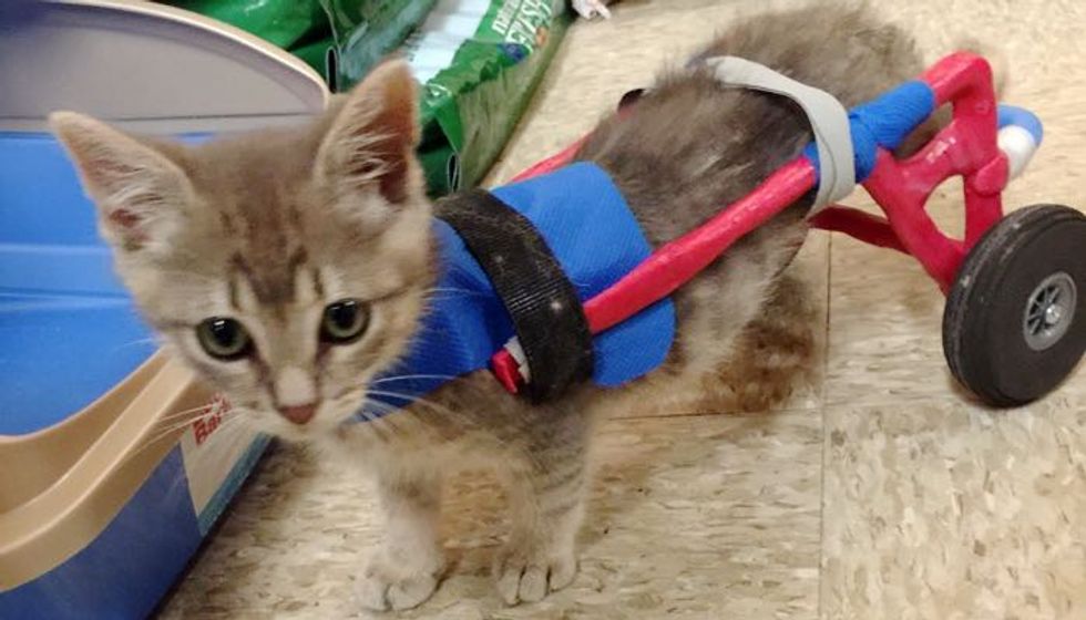 Clark the Superkitty on Wheels