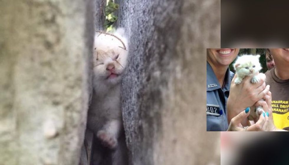 Kitten is Freed from Being Trapped Between Large Boulders After Two Days