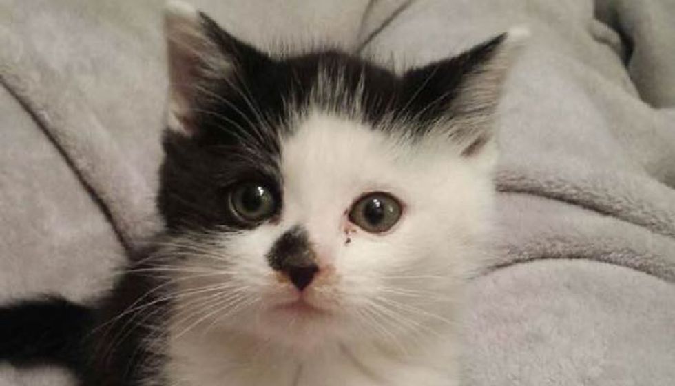 Rescue Cat Never Been Held Now Can't Stop Cuddling His Humans