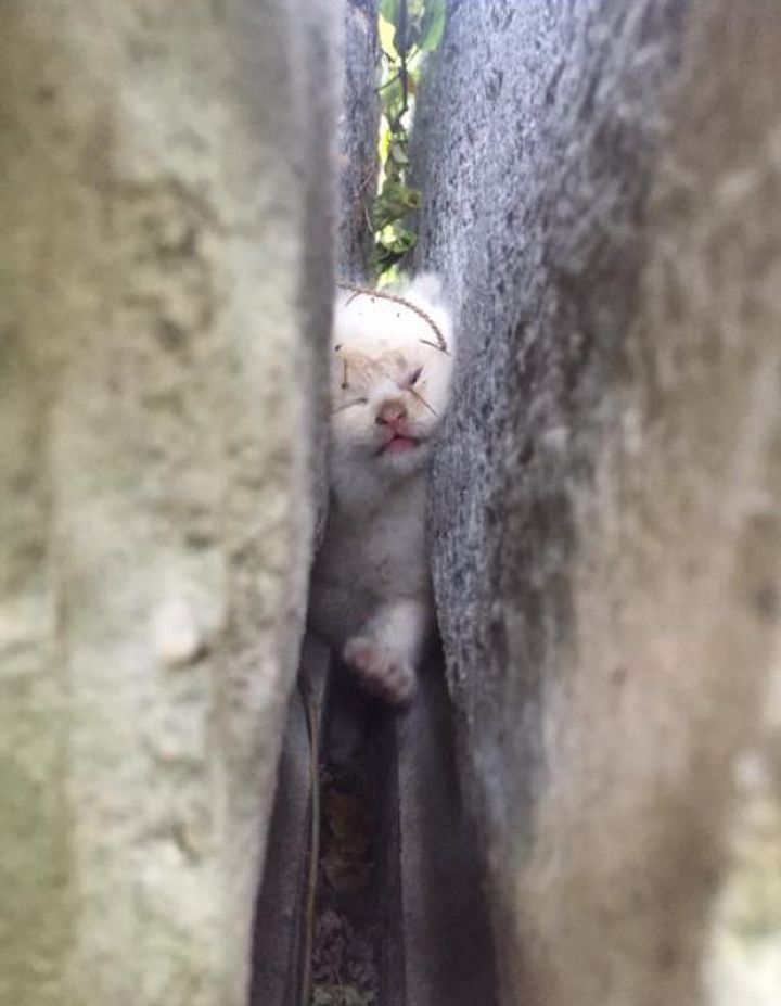 Kitten Trapped Between Large Boulders After Two Days, Is Freed