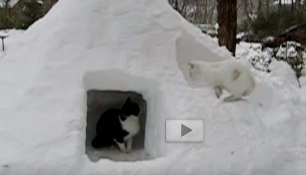 Man Built a Giant Snow Cat House for His Cats