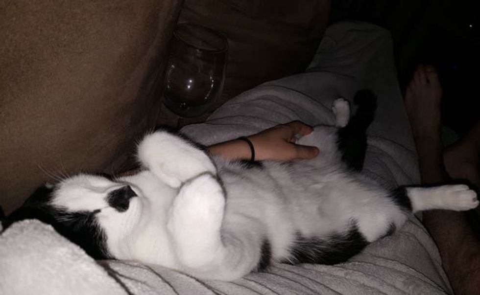 Rescue Cat Never Been Held Now Can't Stop Cuddling His Humans Love Meow