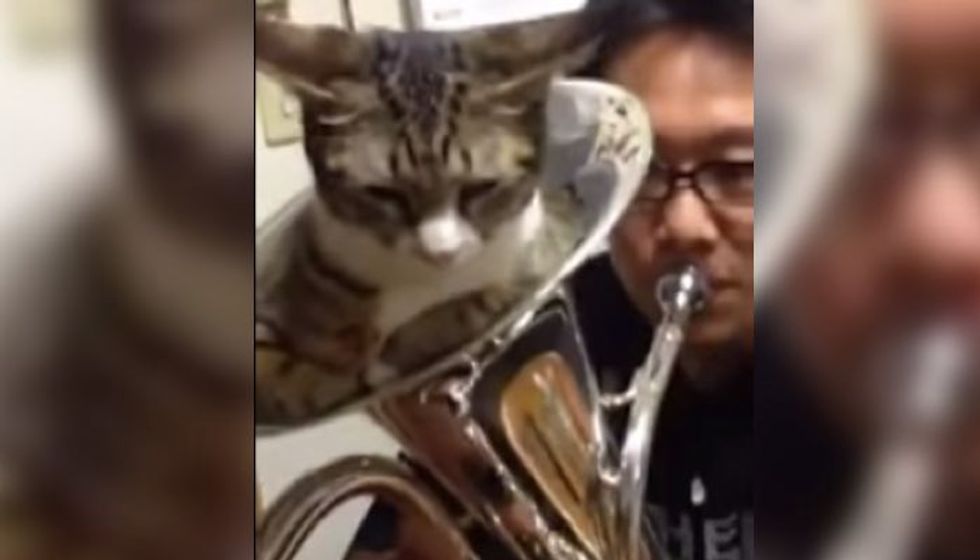 Cat Decides to Be the Mute for Brass Instrument