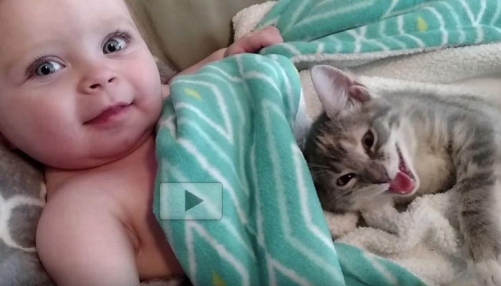 Tiny Kitten and Her Little Baby Sister Waking Up Together from a Nap