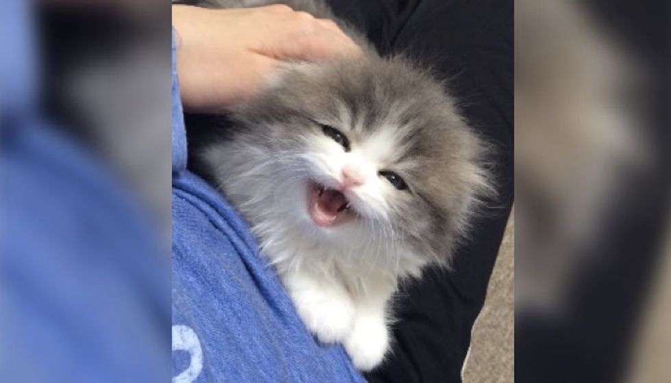 Squeaky Fluffy Kitty Telling Her Human How She Feels