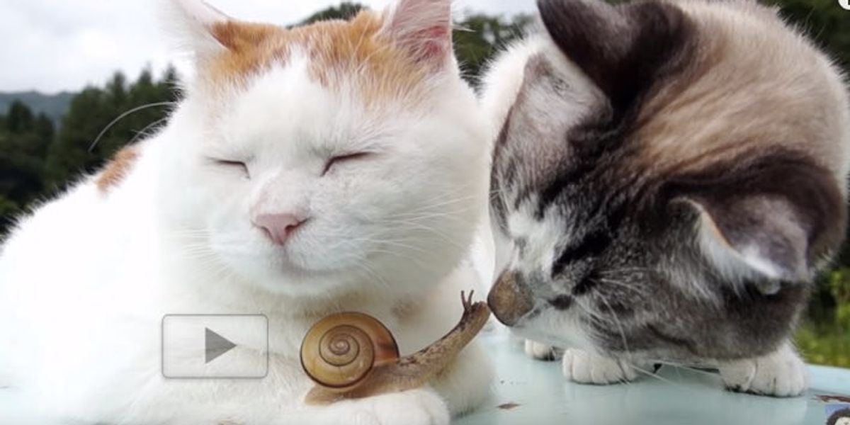 Cat Befriending Tiny Snail with Gentle Nuzzles Love Meow