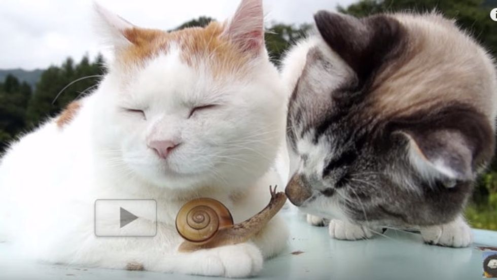 Cat Befriending Tiny Snail with Gentle Nuzzles