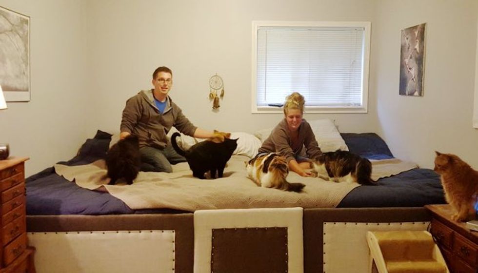Couple Builds Giant Bed for Their 5 Cats and 2 Dogs for the Sweetest Reason