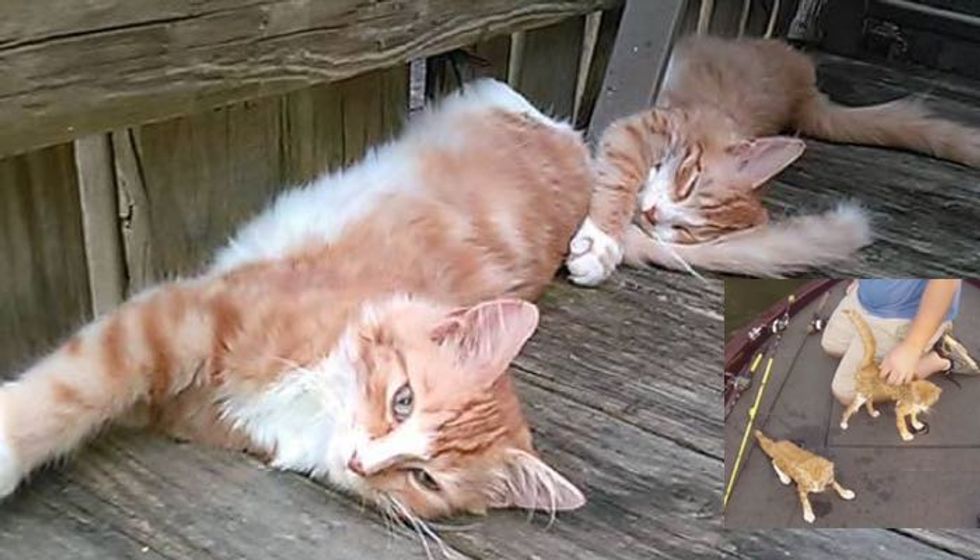 UPDATE: Ginger Kittens Saved by Fishermen from Warrior River