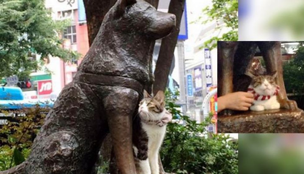 Cat Spotted Hanging out with Hachiko the Faithful Dog, Enjoying Each Other's Company
