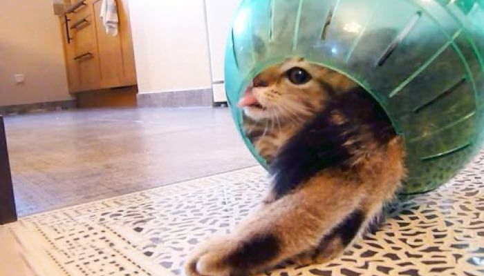 Hamster ball shop for cats