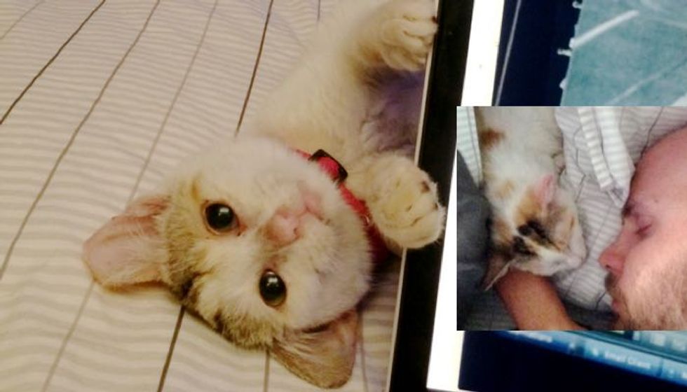 Kitten Saved from Junk Yard Can't Stop Cuddling with Her Rescuers