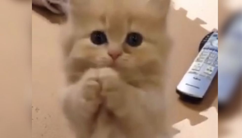 Kitten Trying to Get Your Heart Melted. You Can't Resist!