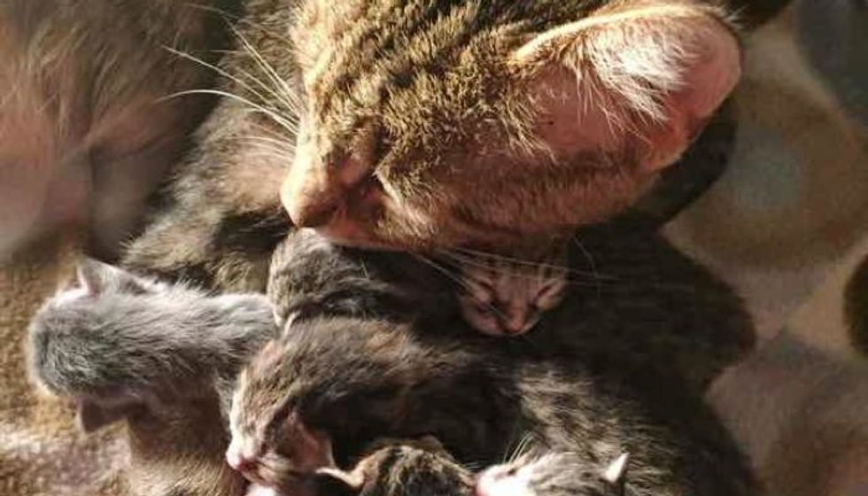 Pregnant Stray Cat Walks Up to Campers, Meowing for Help for Her Babies..