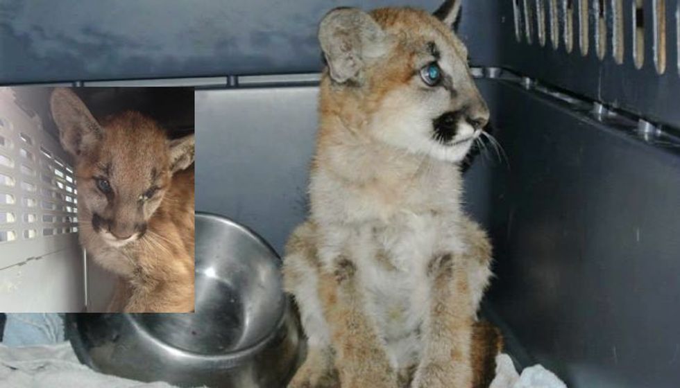 Young Mountain Lion Caught Up in Wildfires Fought for Its Life. Look at the Kitten Now!