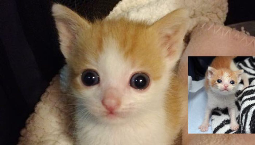 Kitten Barely Grew When He Came to Shelter. Now Finally 1 Pound!