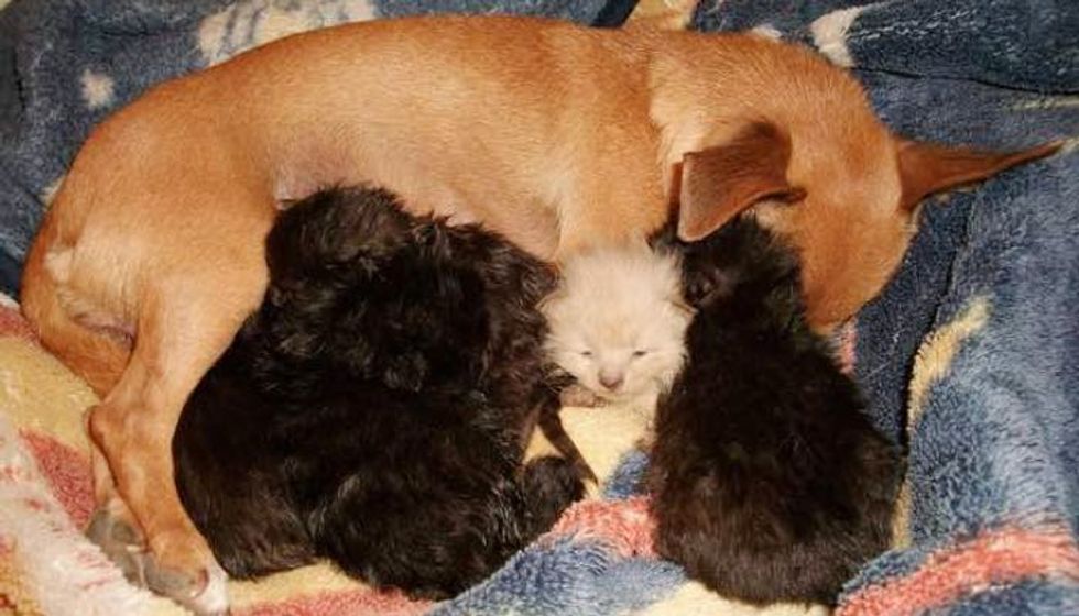 Dog Mama Lost Her Only Puppy, Takes in Five Orphan Kittens as Her Own