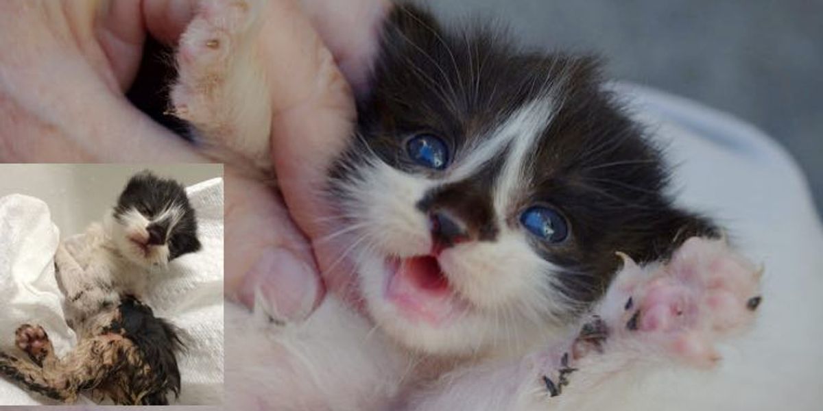 Kitten Found Covered In Glue Now Covered In Love Love Meow