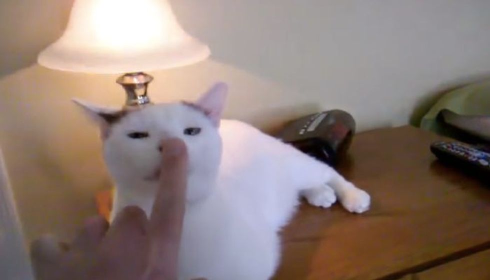 Cat Turns on Touch-lamp with the Nose Boop