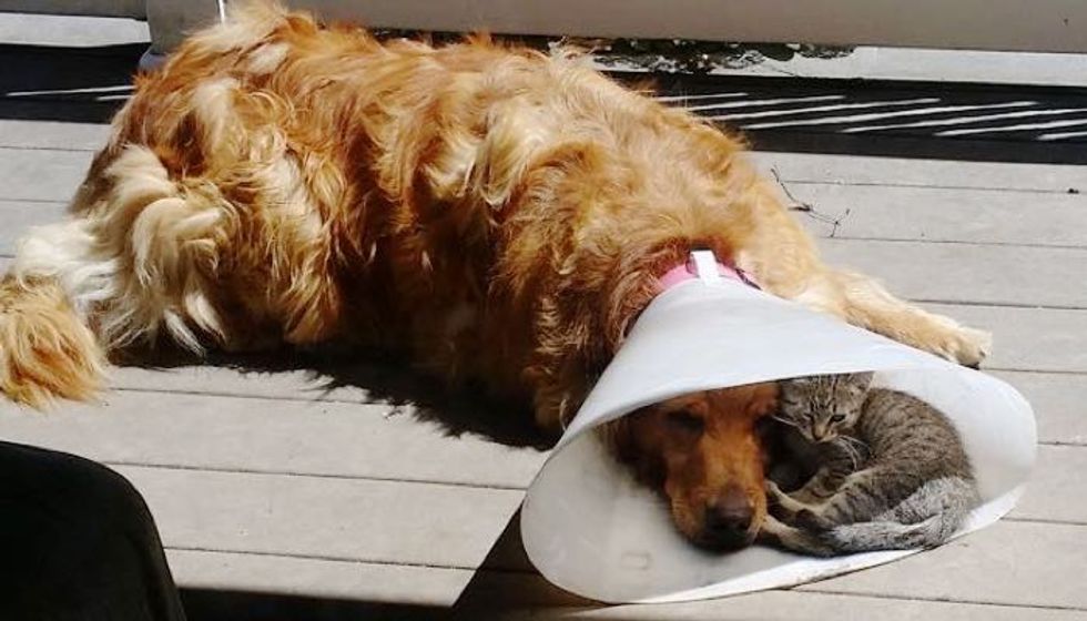 Nice to Have a Buddy When You're Down..