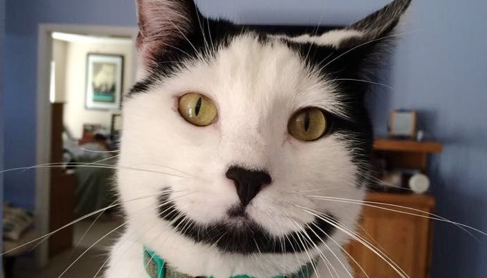 smile＊cat img.jpg?width=600&height=600&