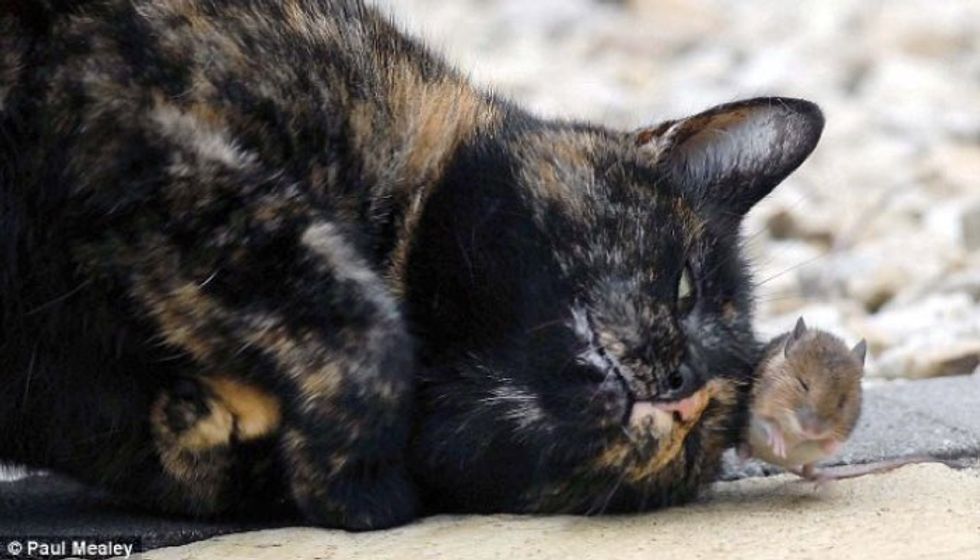 Tortie Cat Makes an Unlikely Little Friend